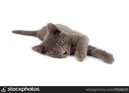 Grey kitten laying down