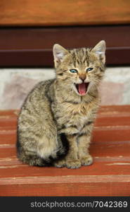 grey kitten yawns wide opened the mouth. grey small kitten yawns wide opened the mouth. Small amusing kitten yawns showing its mouth