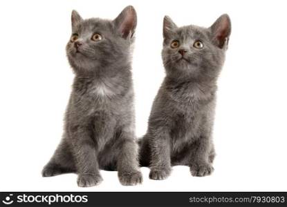 Grey Kittens on White