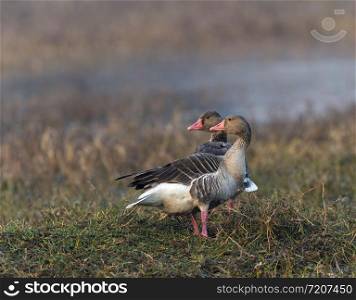 Grey lagged goose, Anser anser, Keoladeo National Park, Bharatpur, Rajasthan, India