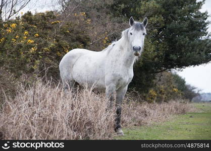 Grey New Forest Pony Roaming Free