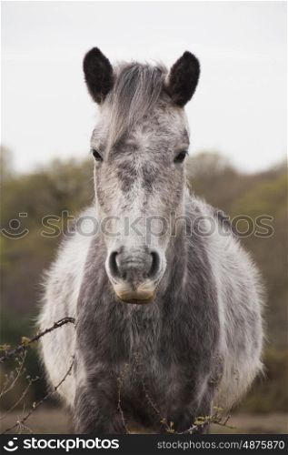 Grey New Forest Pony Roaming Free