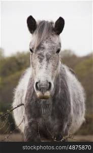 Grey New Forest Pony Roaming Free