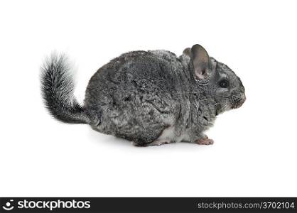 Grey nice chinchilla is going to feed