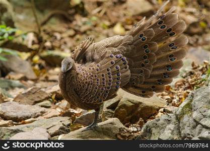 Grey Peacock-Pheasant(Polyplectron bicalcaratum) bird in nature