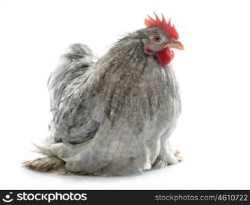 grey pekin rooster in front of white background