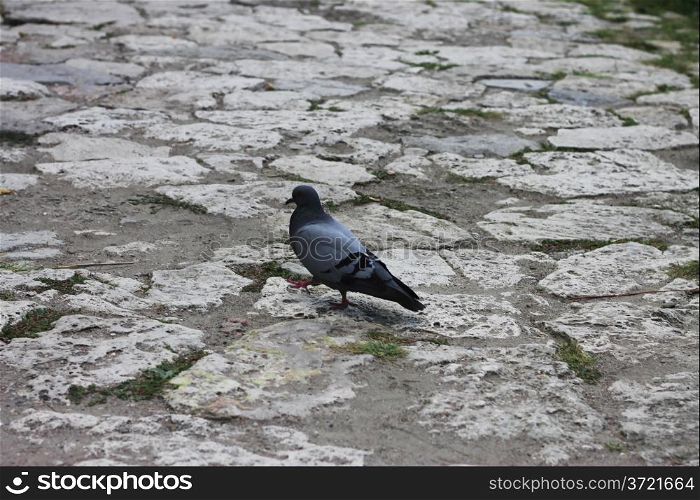 Grey pigeon walking on the stone road