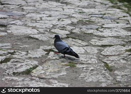Grey pigeon walking on the stone road