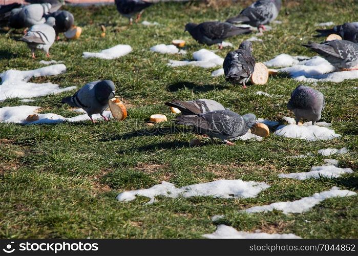 Grey pigeons live in large groups in an urban environment