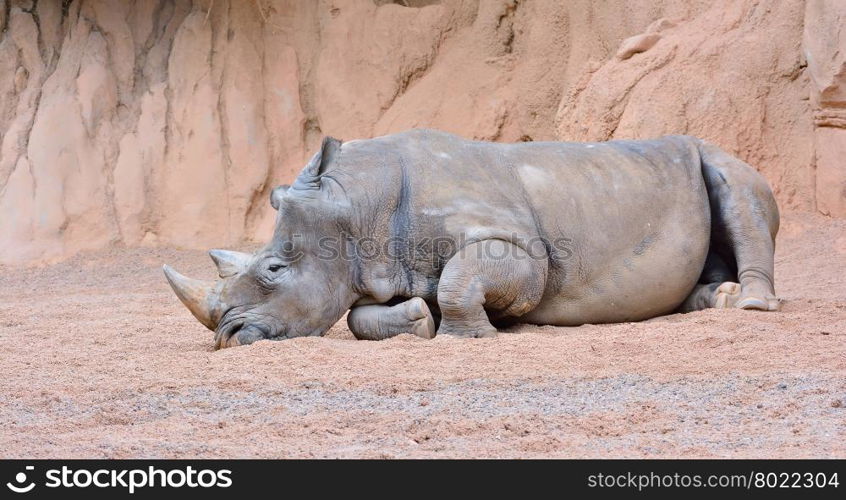 Grey rhino with big horn lying on sand