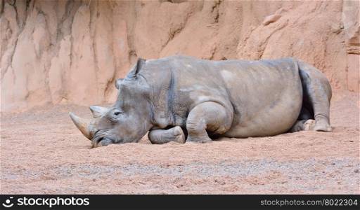 Grey rhino with big horn lying on sand