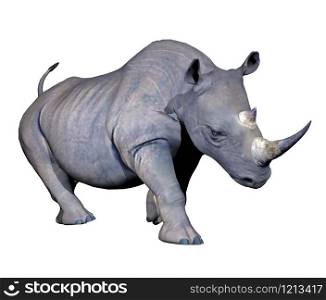 Grey rhinoceros charging in white background. Rhinoceros charging - 3D render