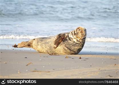 Grey seal on the beach
