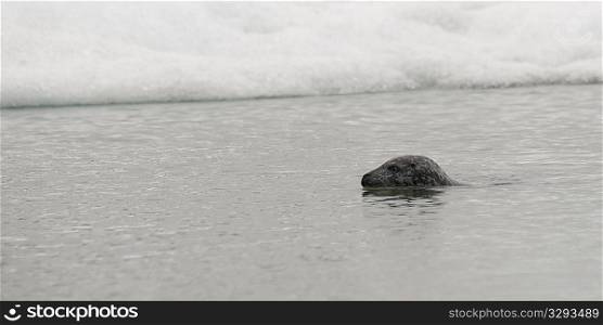 Grey Seal swimming in snow edged water