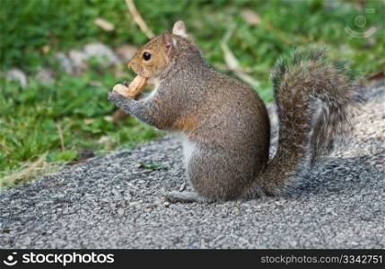 grey squirrel eating a nut on a public park