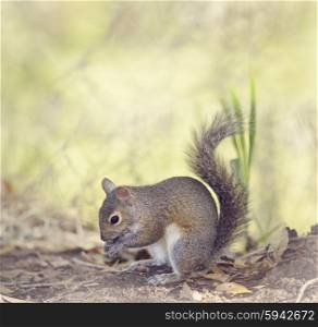 Grey Squirrel Feeding in Florida Wetlands