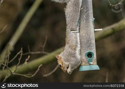 Grey squirrel hanging upside down whilst eating from bird feeder