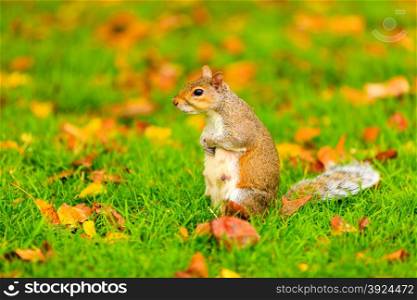 grey squirrel in autumn fall park colorful leaves outdoor