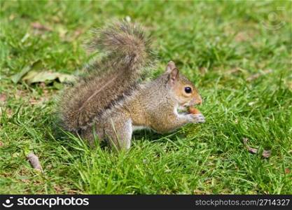 grey squirrel on green meadow eating an acorn