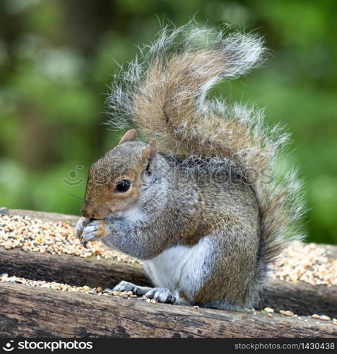 Grey Squirrel (Sciurus carolinensis) eating seed on a wooden bench
