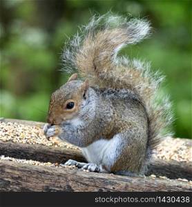 Grey Squirrel (Sciurus carolinensis) eating seed on a wooden bench