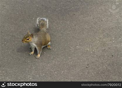 Grey squirrel, Sciurus carolinensis, on gound, space in image on right side.