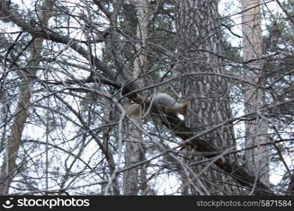 Grey Squirrel sitting on tree in forest 1328. Squirrel sitting on tree 1328