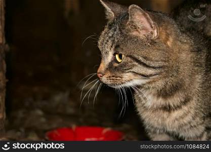 Grey tabby cat waits for food near the bowl at night