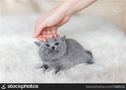 Grey tiny kitten stroked by a woman"s hand, looking up. British shorthair cat.. Grey tiny kitten stroked by a woman"s hand