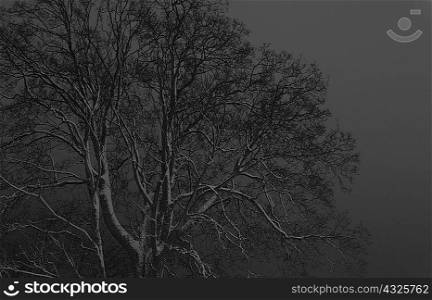 Grey tree against monochrome sky