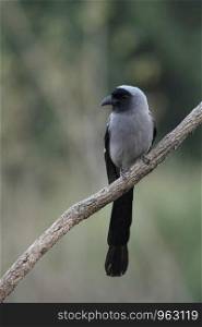 Grey treepie, Dendrocitta formosae, Sattal, Nainital, Uttarakhand, India.