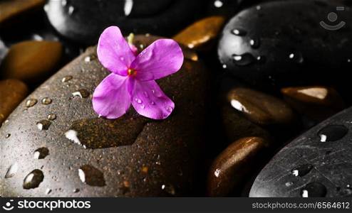 Grey wet pebbles with flower background wallpaper. Grey wet pebbles with flower background