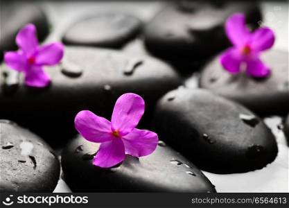 Grey wet pebbles with flowers background wallpaper. Grey wet pebbles with flowers background