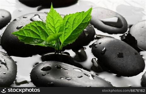 Grey wet pebbles with green sprout background. Pebbles with green sprout