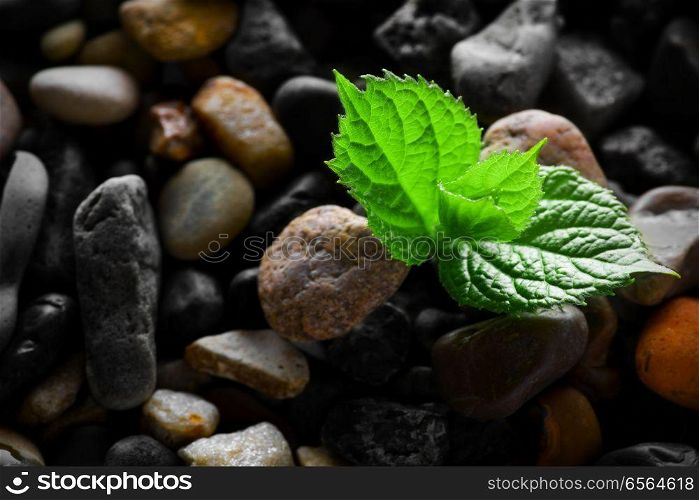 Grey wet pebbles with green sprout background. Wet pebbles with green sprout background