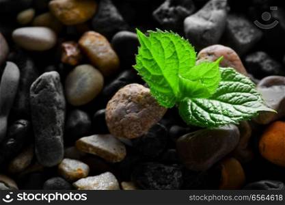 Grey wet pebbles with green sprout background. Wet pebbles with green sprout background