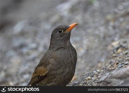 Grey winged blackbird, female, Turdus boulboul, Sattal, Nainital, Uttarakhand, India.
