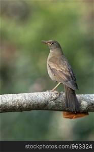Grey winged blackbird, female, Turdus boulboul, Sattal, Nainital, Uttarakhand, India