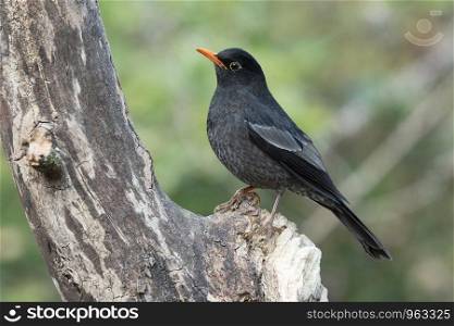 Grey winged blackbird, male, Turdus boulboul, Sattal, Nainital, Uttarakhand, India