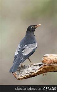 Grey winged blackbird, male, Turdus boulboul, Sattal, Nainital, Uttarakhand, India