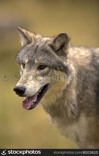 Grey Wolf