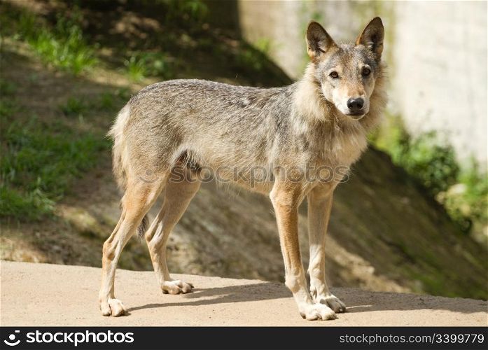 grey wolf (canis lupus).
