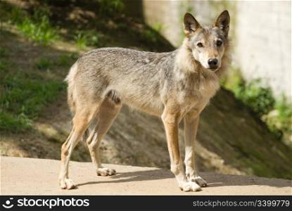 grey wolf (canis lupus).