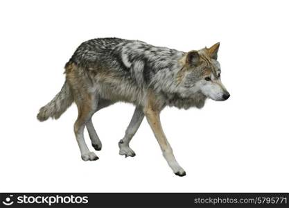 Grey Wolf Portrait Isolated on White Background
