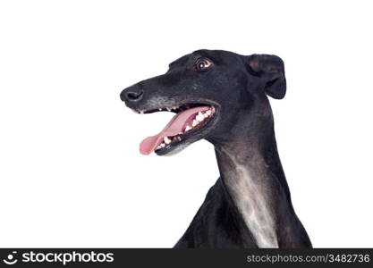 Greyhound breed dog isolated on white background
