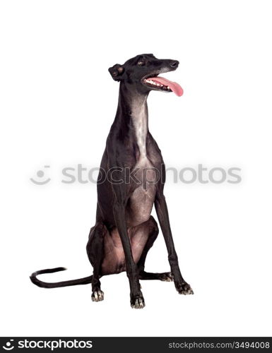 Greyhound breed dog isolated on white background