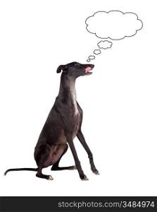 Greyhound breed dog thinking isolated on white background