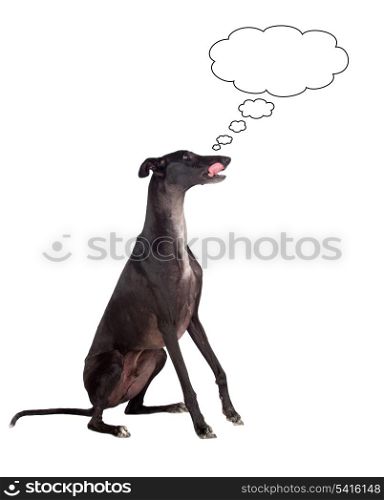 Greyhound breed dog thinking isolated on white background