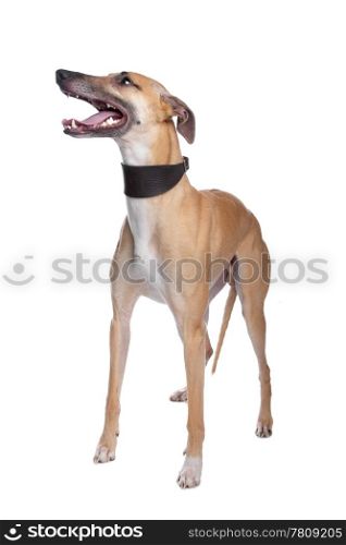 Greyhound, Whippet, Galgo dog. Greyhound, Whippet, Galgo dog in front of a white background