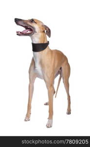 Greyhound, Whippet, Galgo dog. Greyhound, Whippet, Galgo dog in front of a white background